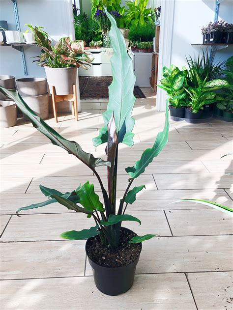 Keep soil evenly moist but not soggy. Alocasia Purple Sword 6" | Botaniful