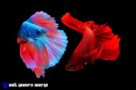 10 Best Betta Fish Tanks for Your Home or Office: Top ...