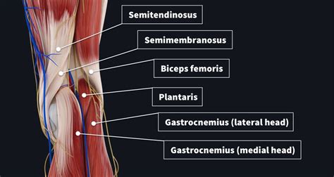 The Popliteal Fossa Complete Anatomy Images And Photos Finder