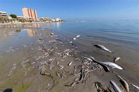 Las Terribles Imágenes De La Catástrofe Ambiental En El Mar Menor