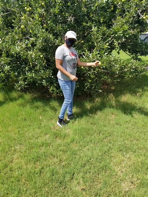 How To Prune An Overgrown Apple Tree Walter Reeves The Georgia Gardener