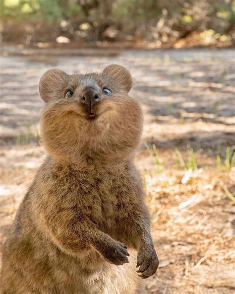 Happy As A Quokka 😻 Which One Is Your Favorite 1 2 3 🙈 Rottnest
