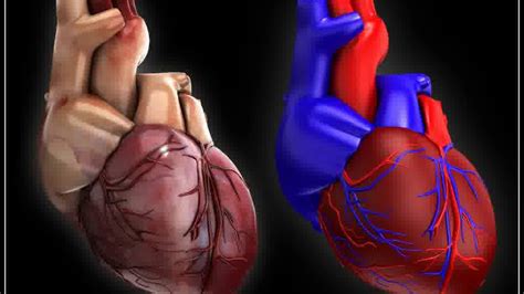 3d Model Of The Human Heart Std Materials Photo Realistic Youtube