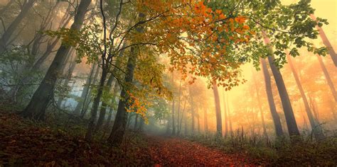 Misty Autumn Forest Wallpaper And Background Image 2048x1021