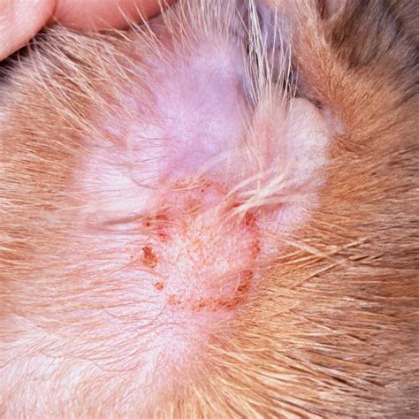 8 Skin Infections In Cats With Pictures And Vet Advice Cat World