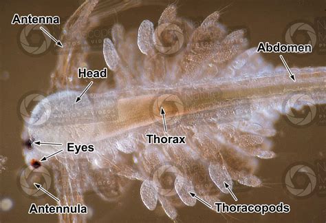Artemia Salina Artemia Salina Adult Crustacean Development Of Artemia Salina Arthropods