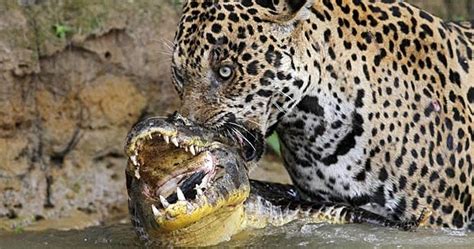 What Do Jaguars Eat The Garden Of Eaden