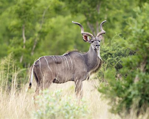 Greater Kudutragelaphus Strepsiceros Hwange National Park Zimbabwe