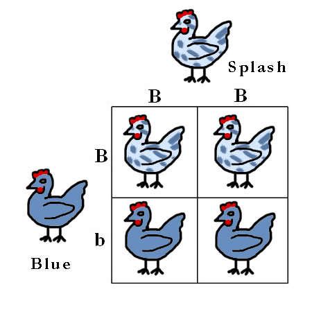 If the dominant allele b expresses brown eyes, and the recessive allele b expresses originally answered: Punnett Squares Easy Genetics - BackYard Chickens Community
