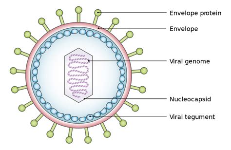 Virus Pengertian Ciri Struktur Bentuk Klasifikasi Sik Vrogue Co