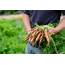 Carrots – Practical Grow Guide  Gardenersworldcom
