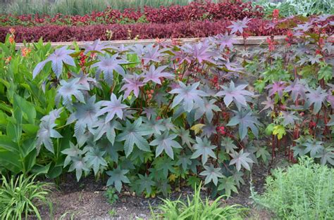 A lot many varieties of the castor bean plant are used for their flowers, fruits, leaves or for castor oil. Growing Castor Bean Plant | What Grows There :: Hugh ...