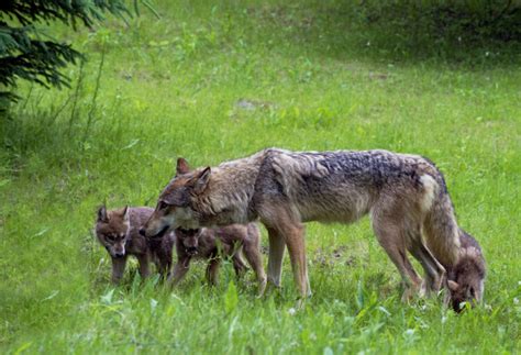 Coyote Sightings On The Rise As Pup Season Gears Up Cornelius Today
