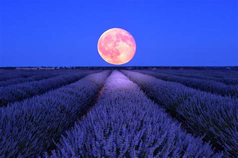 Night Scene With Moon In Lavender Field Photograph By David Santiago