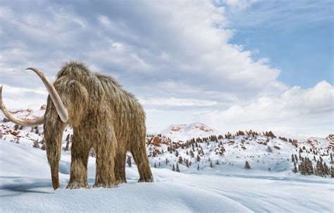 Scientists Want To Resurrect The Wooly Mammoth In De Exctinction Project