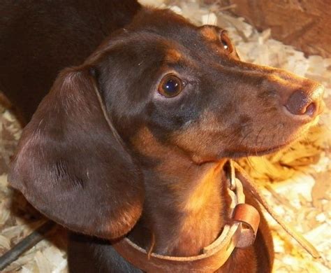 Comes with a 1 year genetic health guarantee, vet checked. Swancreek Dachshunds | Dachshund Breeder | Crown City, Ohio