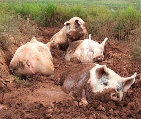 American Yorkshire Pig Characteristics Origin Uses