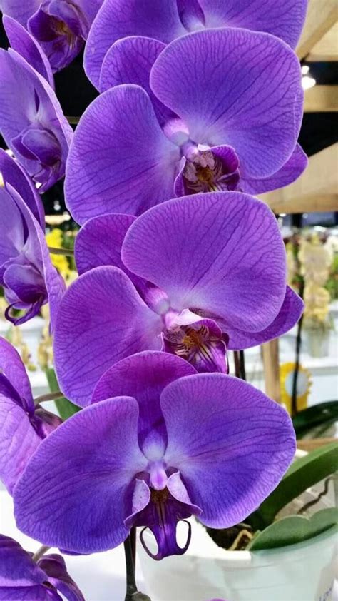 The Most Popular Orchid Unusual Flowers Amazing Flowers Orchid Flower
