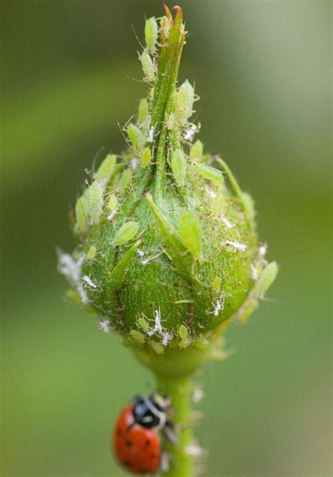 How To Get Rid Of Aphids During Flowering Stop Aphids In Your Garden