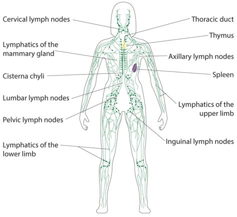 Anatomy Abdomen And Pelvis Inguinal Lymph Node Statpearls Ncbi
