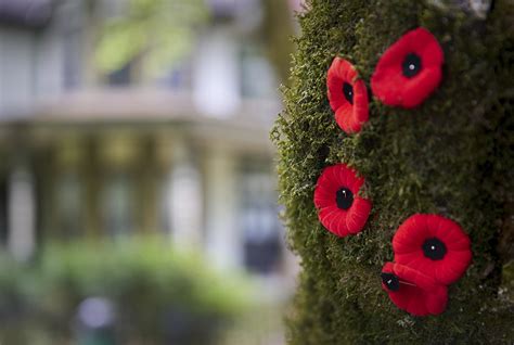 Poppy Etiquette Things To Know Ahead Of Remembrance Day News 1130