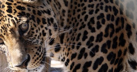Meet Oz: A spotted leopard