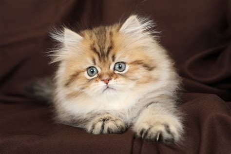 Gyzmo Persian Kitten Cute Baby Cats Persian Kittens Baby Cats