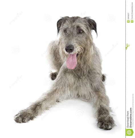 Irish Wolfhound Royalty Free Stock Photography Image