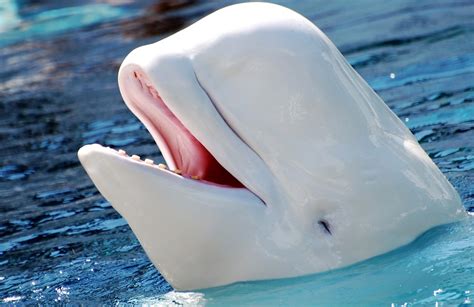 5 Fun And Interesting Facts About Beluga Whales