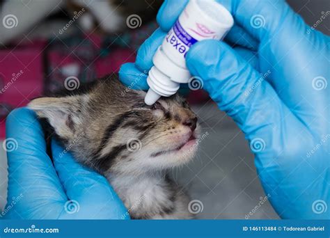 The Veterinarian Giving Medicated Drops In The Eyes Of A Kitten With