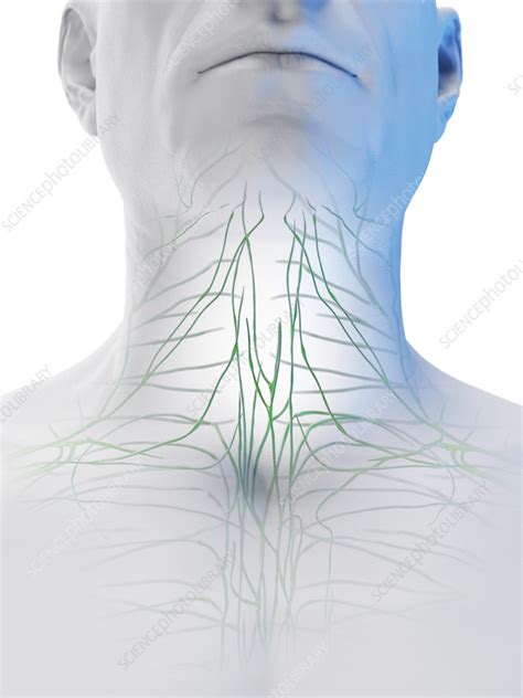 Male Lymphatic System Illustration Stock Image F0382398 Science