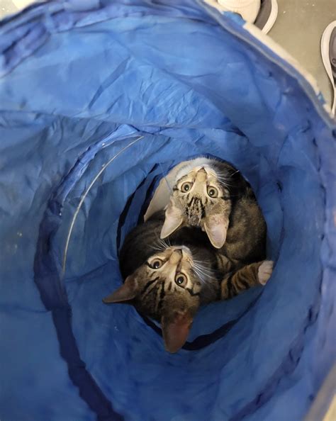 Second Chance for Strays Inc. - Home