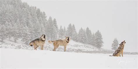 Yellowstone Wolves Howling For The Packs Return Yellowstone National