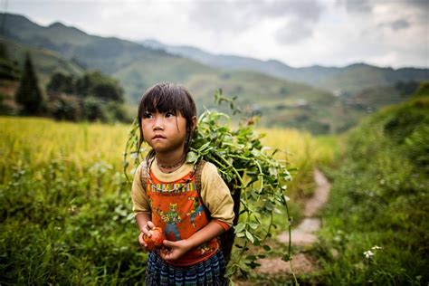 🇬🇧 Young Hmong girl bringing foliage to... - Vietnam Photo Adventures ...