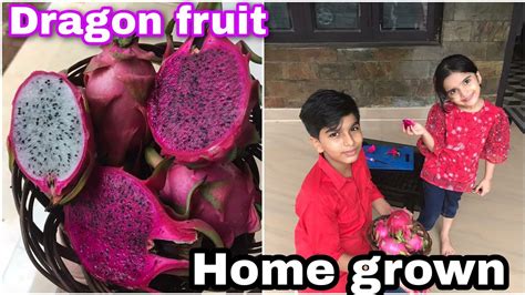 This video is in malayalam best sun loving plants for home garden online plant sale started @ homely feel garden store! Dragon Fruit || Flourished from garden || Home plantation ...