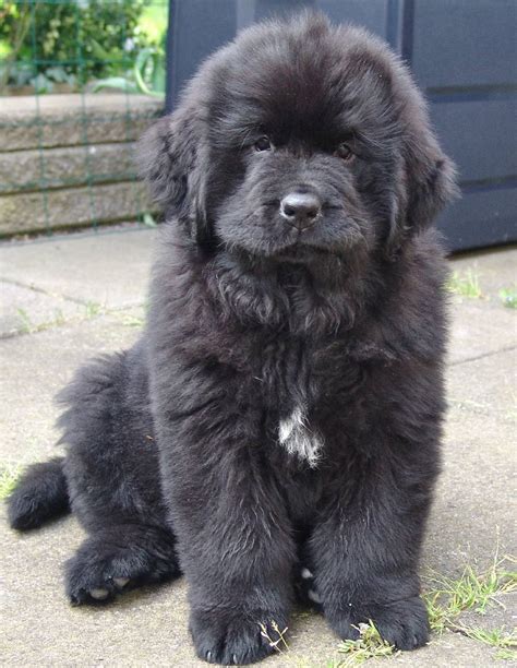 Newfoundland Puppies Photos Gallery Pictures Of Animals 2016