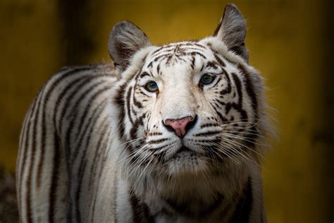 White Tiger Hd Wallpaper Background Image 2880x1920 Id1094064