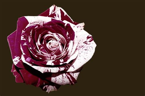 Images Gratuites : fleur, noir et blanc, pétale, Floraison, rose
