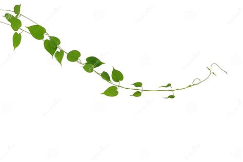 Heart Shaped Green Leaf Climbing Vines Plant Isolated On White B Stock