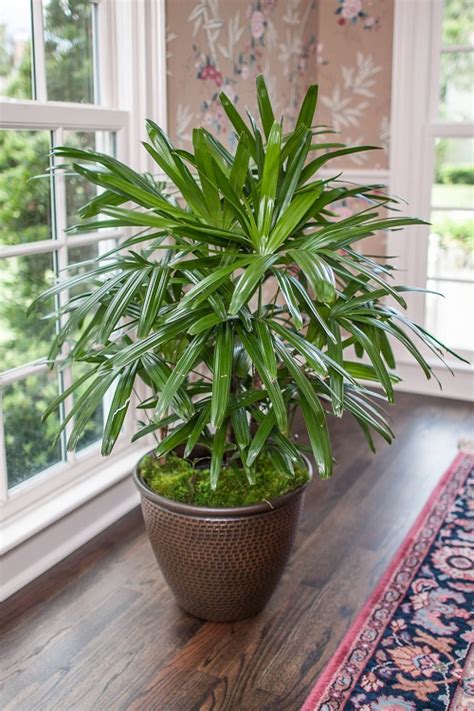How To Grow Lady Palm Indoors Bamboo Palm Care Guide Indoor Garden Web