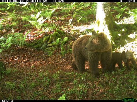 estimating abundance of a recovering transboundary brown bear population with capture recapture