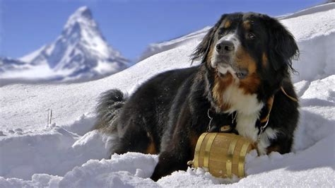Animals Dog Snow Bernese Mountain Dog Sennenhund Wallpapers Hd