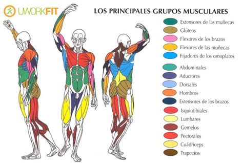 Músculos Del Cuerpo Humano Y Sistema Muscular