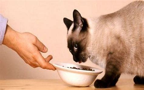 Best Cat Food For Siamese Cats Siamese Of Day