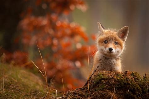 27 Baby Foxes That Are Too Cute To Be True | Bored Panda