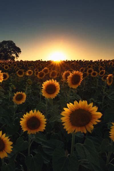 Heaven Ly Mind Sunset Over The Field Of Sunflowers Sunflower Sunset