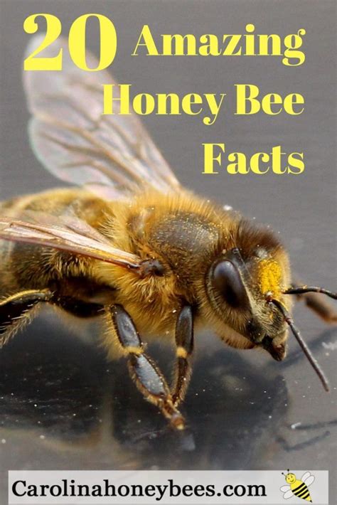 Bee Facts Uncovered Unraveling Natures Wonders Carolina Honeybees Honey Bee Facts Bee