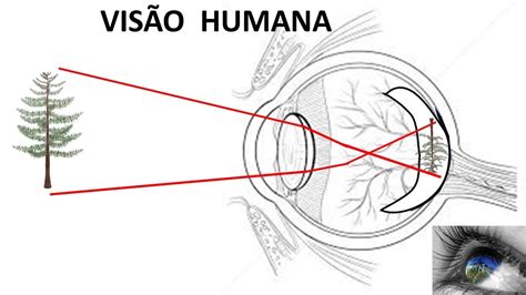 A VisÃo Humana Uma ExplicaÇÃo Simples E DidÁtica Sobre O Funcionamento