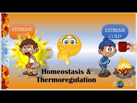 Biology STPM Homeostasis Thermoregulation YouTube