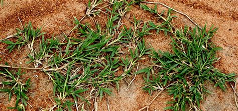 It grows best with a steady, consistent amount of fertilizer supplied throughout the growing season. Getting Rid of Unwanted Bermuda Grass | A-G Sod Farms